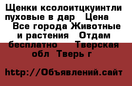 Щенки ксолоитцкуинтли пуховые в дар › Цена ­ 1 - Все города Животные и растения » Отдам бесплатно   . Тверская обл.,Тверь г.